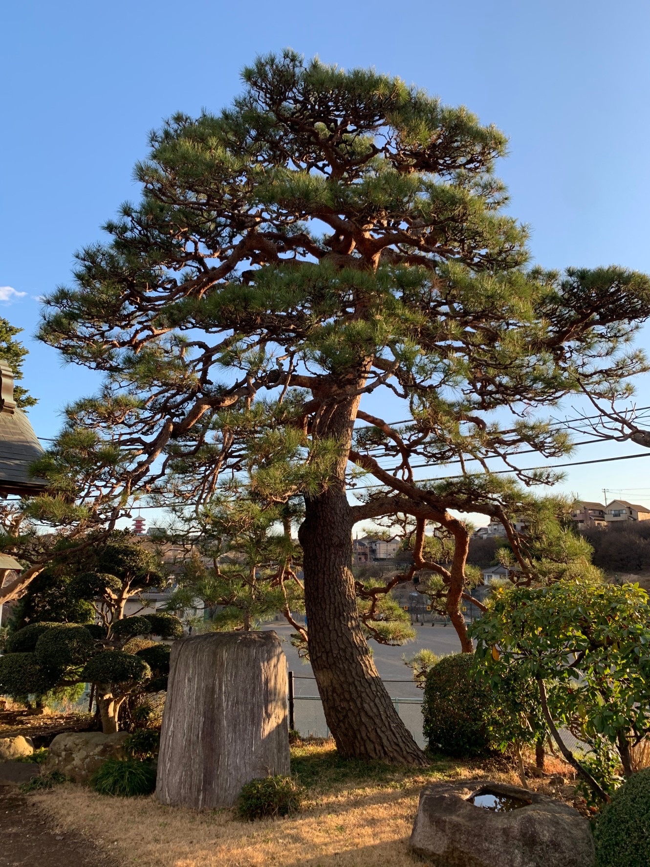 西笑院 赤松
