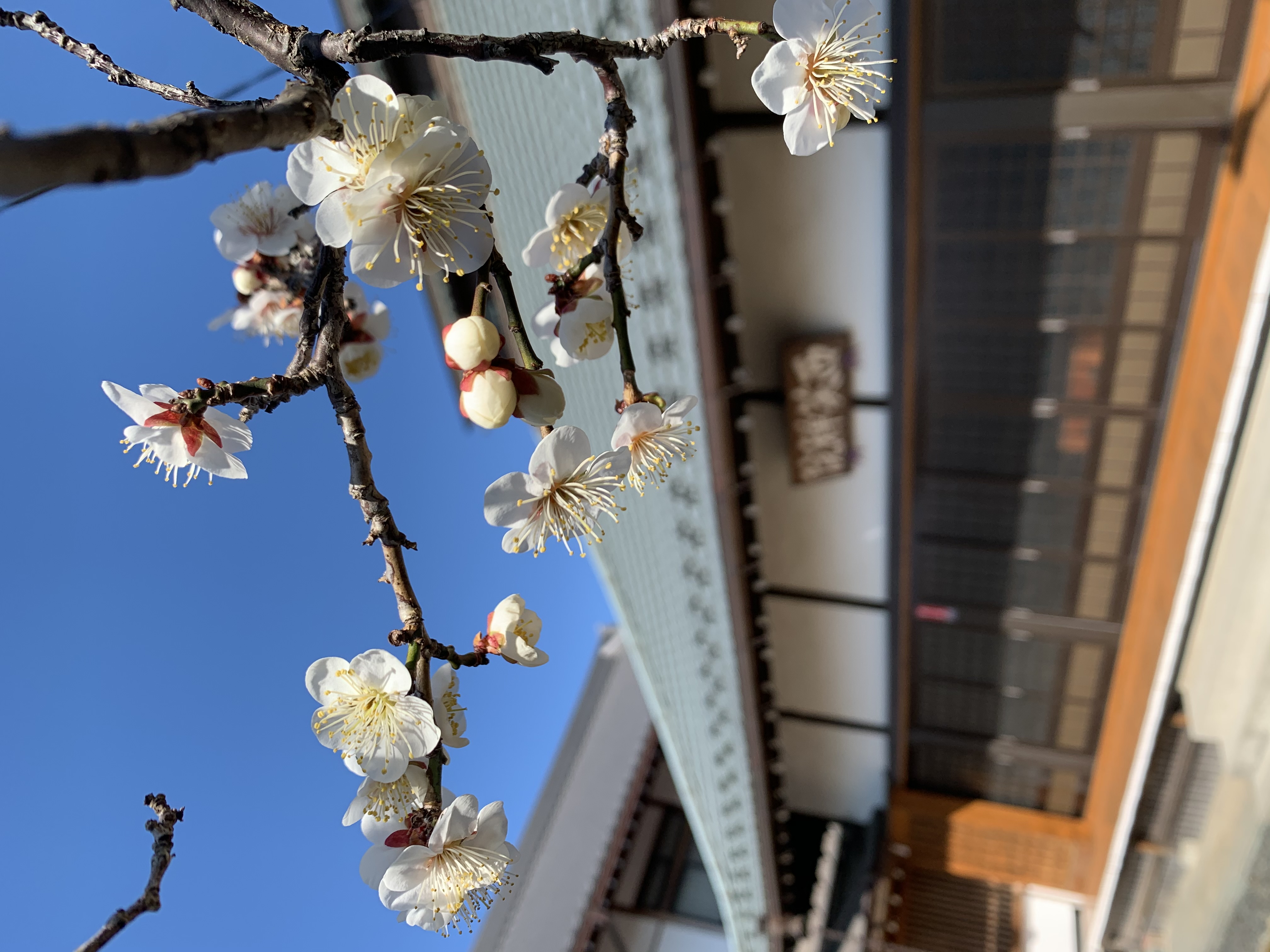 西笑院 本堂