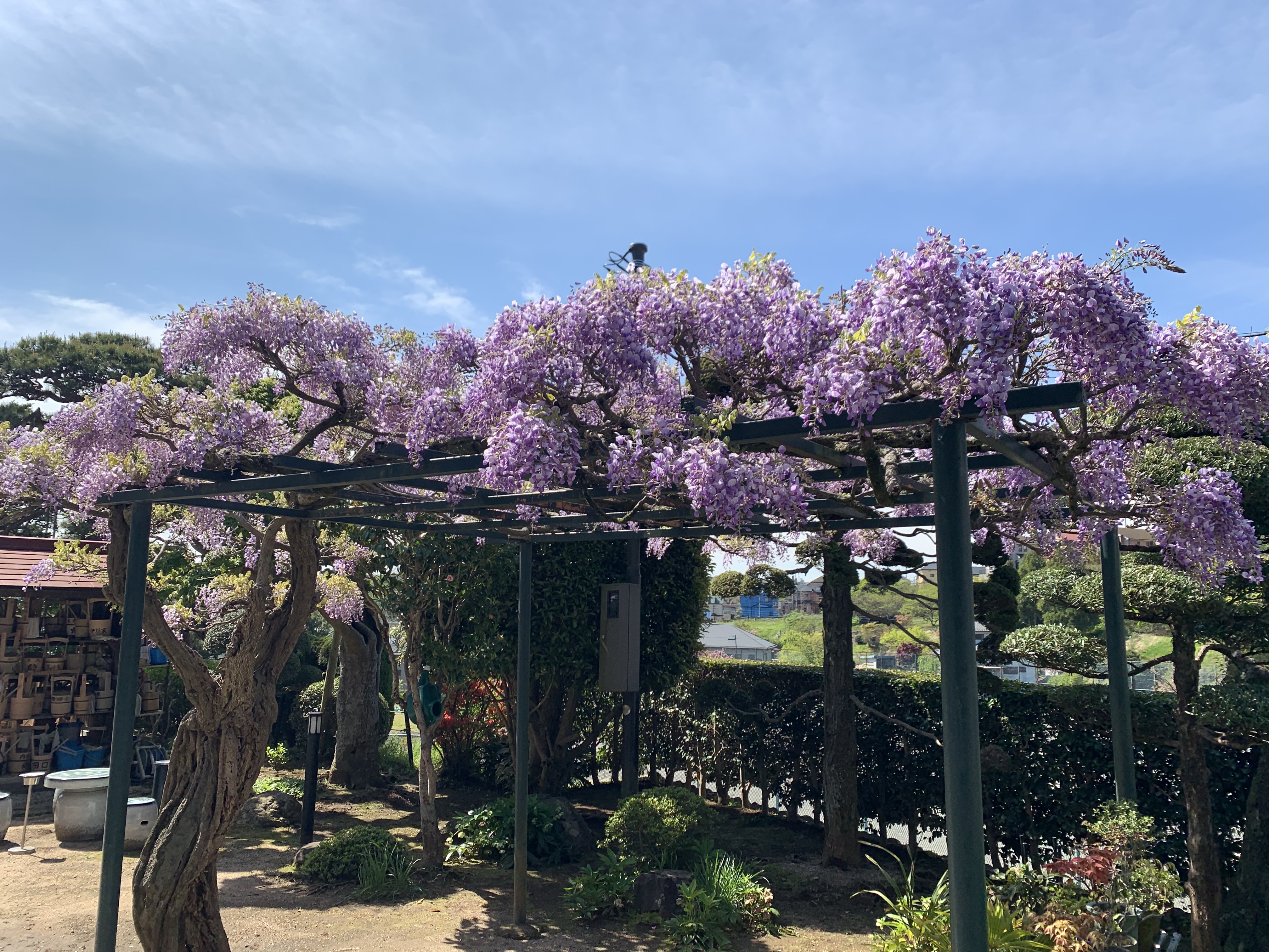 西笑院 藤の花
